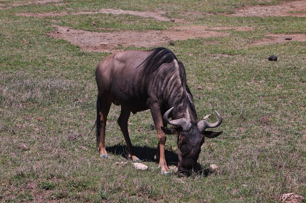 Wildebeest on safari in Kenia and Tanzania, Africa