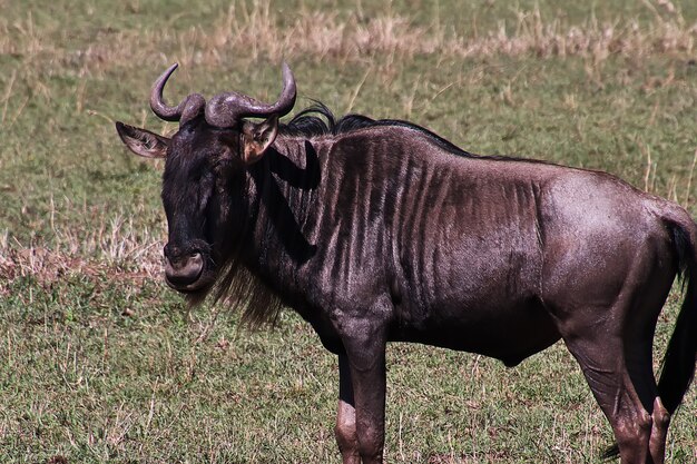 Wildebeest on safari in Kenia and Tanzania, Africa