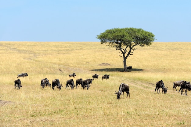 Wildebeest in savannah, National park of Kenya, Africa