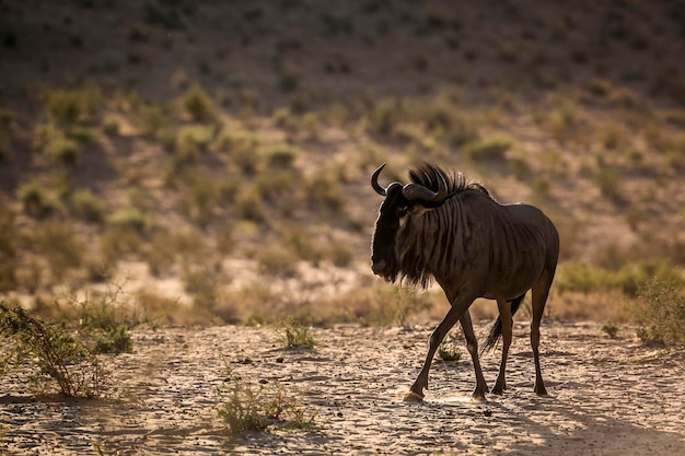 Foto wildebeest staat's avonds in het veld.