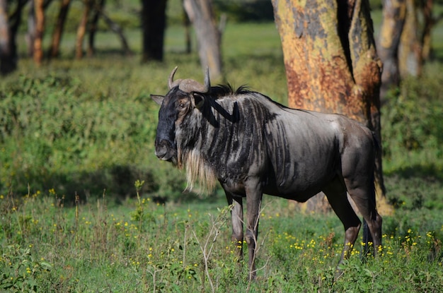 나이바샤 공원 케냐 아프리카에 서 있는 Wildebeest