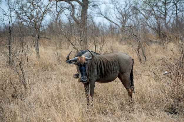 Wildebeest walking on a field