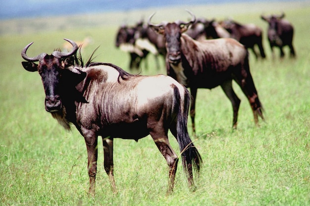 Photo wildebeest in the wildebeest migration