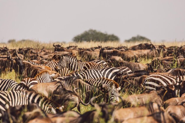 Photo wildebeest and zebras on a field