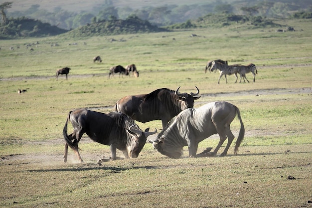 Wildebeesten in het landschap