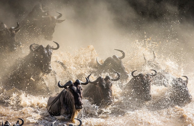 Wildebeests are crossing Mara river. Great Migration. Kenya. Tanzania. Masai Mara National Park.