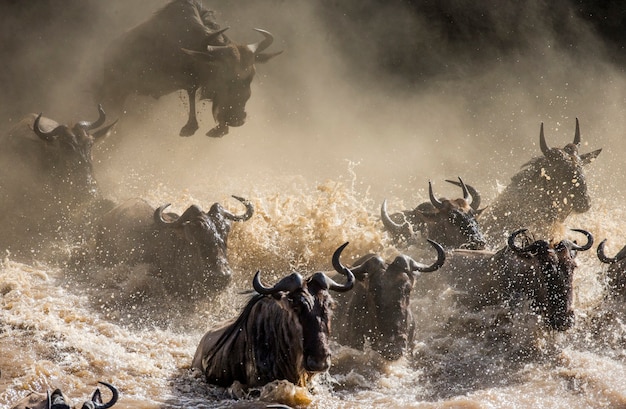 Gli gnu stanno attraversando il fiume mara. grande migrazione. kenya. tanzania. parco nazionale masai mara.