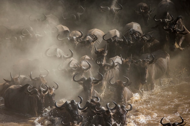 Wildebeests are crossing Mara river. Great Migration. Kenya. Tanzania. Masai Mara National Park.