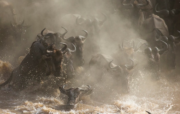 ヌーがマラ川を渡っています。大移動。ケニア。タンザニア。マサイマラ国立公園。