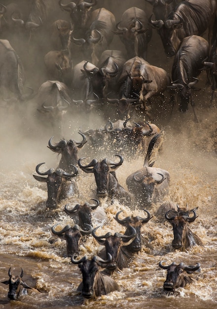 Wildebeests are crossing Mara river. Great Migration. Kenya. Tanzania. Masai Mara National Park.