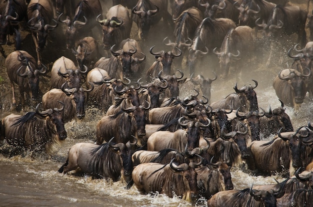 Wildebeests are crossing Mara river. Great Migration. Kenya. Tanzania. Masai Mara National Park.