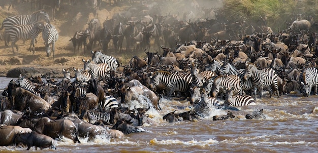 Wildebeests are crossing Mara river. Great Migration. Kenya. Tanzania. Masai Mara National Park.