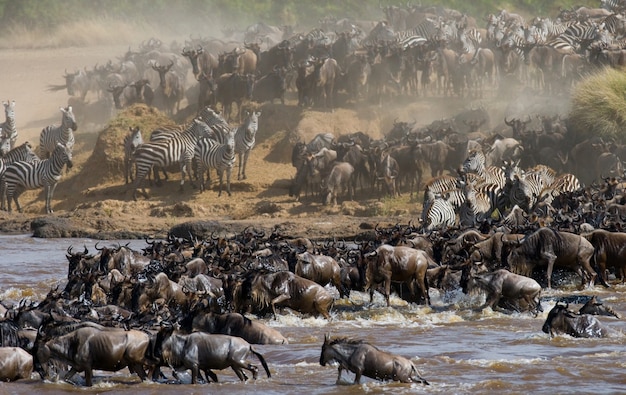 Wildebeests are crossing Mara river. Great Migration. Kenya. Tanzania. Masai Mara National Park.