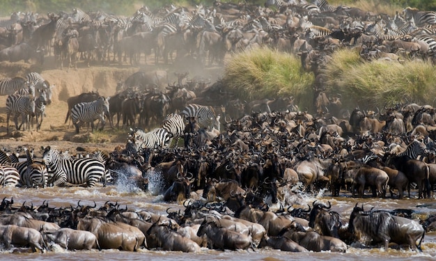 Wildebeests are crossing Mara river. Great Migration. Kenya. Tanzania. Masai Mara National Park.