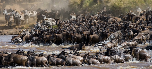 Wildebeests are crossing Mara river. Great Migration. Kenya. Tanzania. Masai Mara National Park.