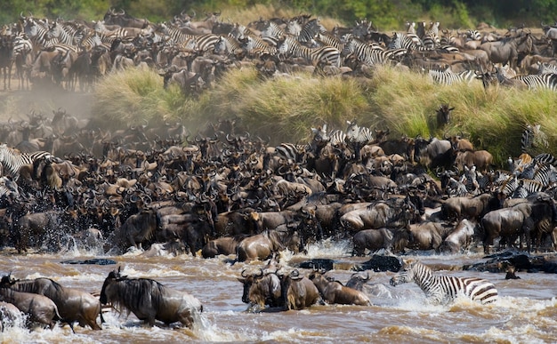 Wildebeests are crossing Mara river. Great Migration. Kenya. Tanzania. Masai Mara National Park.