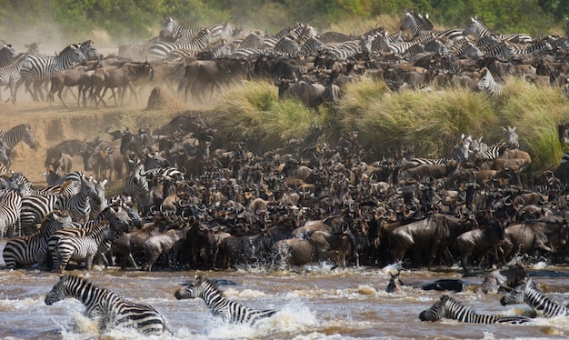 Wildebeests are crossing Mara river. Great Migration. Kenya. Tanzania. Masai Mara National Park.