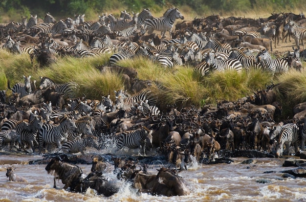 Wildebeests are crossing Mara river. Great Migration. Kenya. Tanzania. Masai Mara National Park.