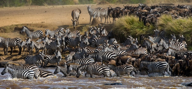 写真 ヌーがマラ川を渡っています。大移動。ケニア。タンザニア。マサイマラ国立公園。