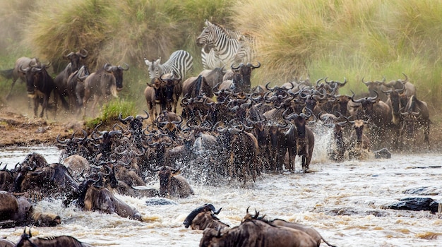 Wildebeests are crossing Mara river. Great Migration. Kenya. Tanzania. Masai Mara National Park.