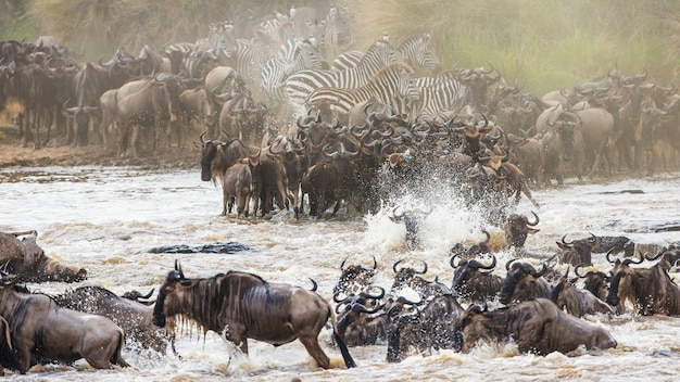 Гну переходят реку мара. великая миграция. кения. танзания. национальный парк масаи мара.