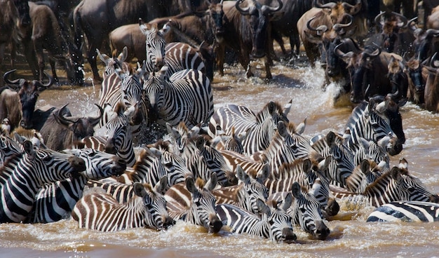 Wildebeests are crossing Mara river. Great Migration. Kenya. Tanzania. Masai Mara National Park.