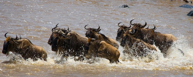 Wildebeests are crossing Mara river 