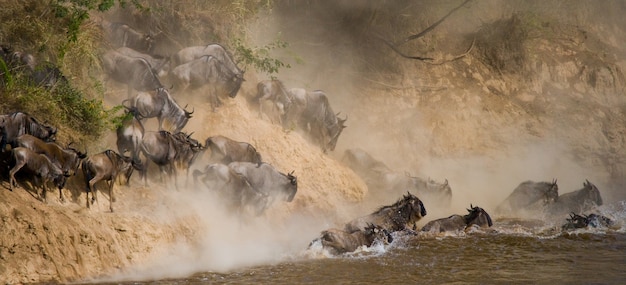 Wildebeests are crossing Mara river 