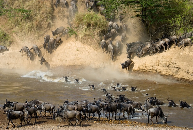 Wildebeests are crossing Mara river 