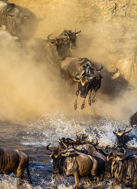 Wildebeests are jumping into the Mara river. Great Migration.