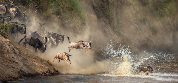 Wildebeests are jumping into the Mara river. Great Migration.