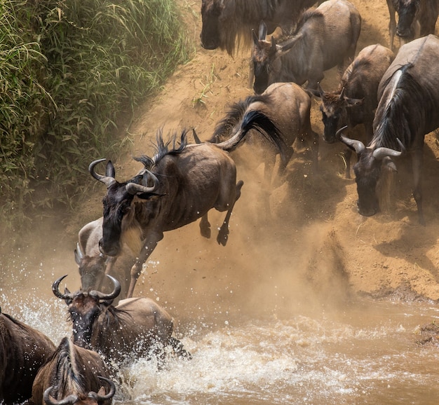 Wildebeests are jumping into the Mara river.