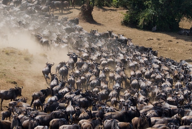 Wildebeests are running through the savannah. Great Migration. Kenya. Tanzania. Masai Mara National Park. Motion effect.