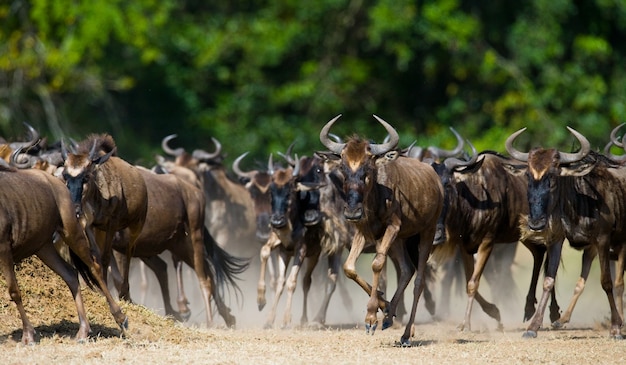 Wildebeests are running through the savannah  Motion effect.