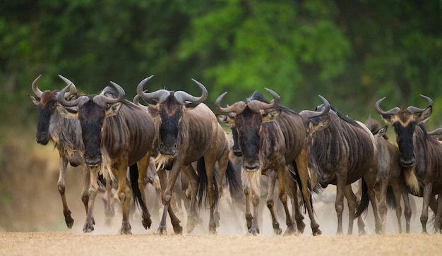 Wildebeests are running through the savannah  Motion effect.