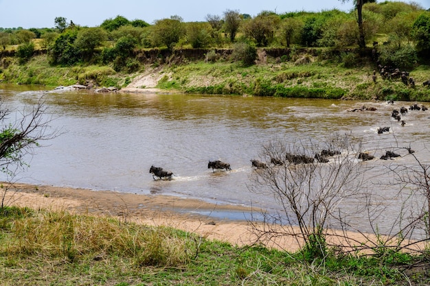 탄자니아 세렝게티 국립공원에서 마라 강을 건너는 Wildebeests(Connochaetes). 훌륭한 마이그레이션. 야생 동물 사진