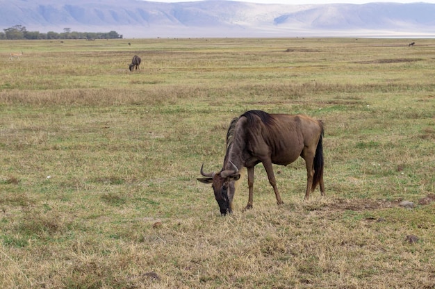 Wildebeests graze in the savannah Ngorongoro Crater in Tanzania