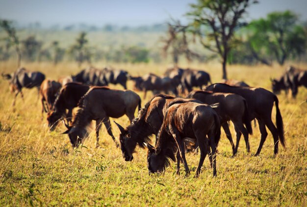 Wildebeests herd Gnu on African savanna