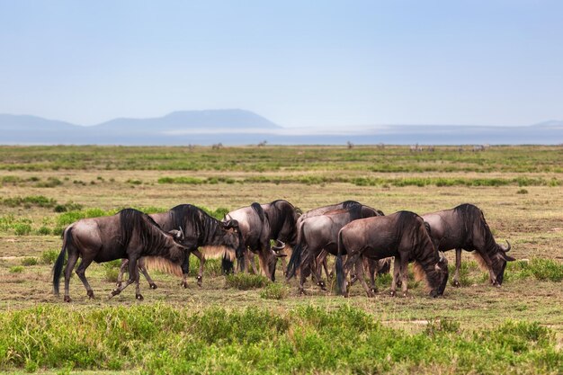 Photo wildebeests herd gnu on african savanna