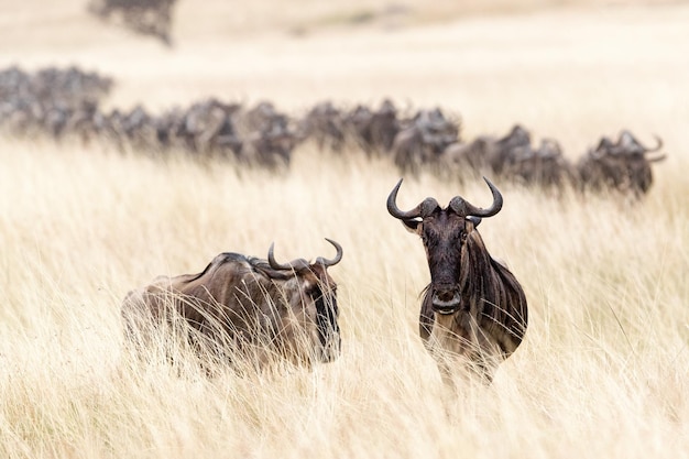 Photo wildebesst in tall grass field in kenya