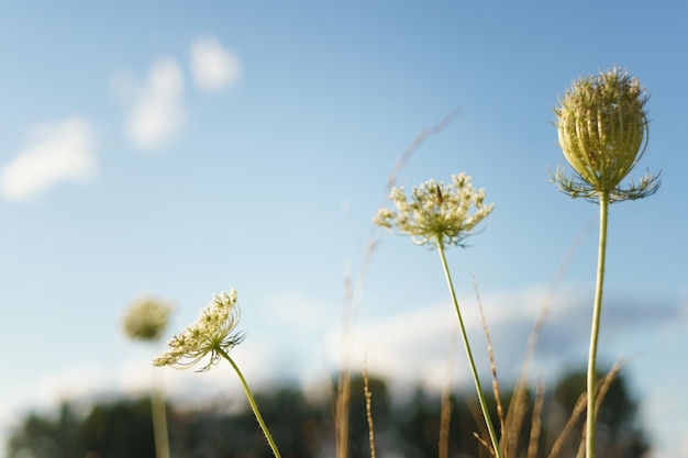 Wilderneaa Beautiful wild flowers