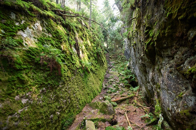 Wilderness landscape forest with rocks, fir trees and moss