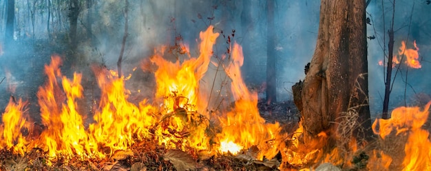 Wildfire disaster in tropical forest caused by human