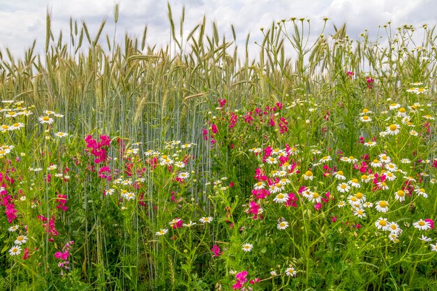 wildflower meadow