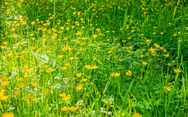 wildflower meadow