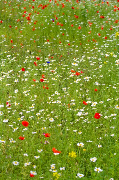 Foto prato di fiori selvatici