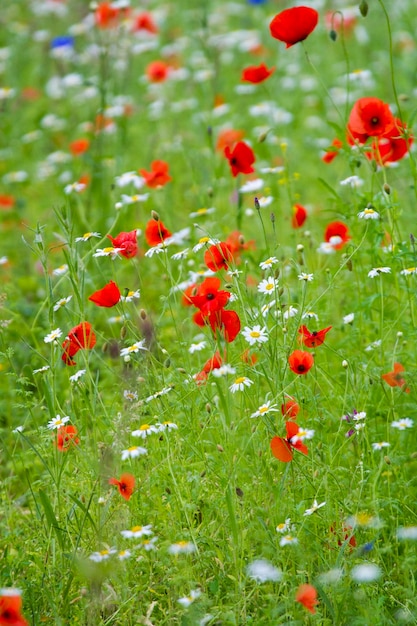 Wildflower meadow