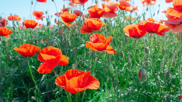 Wildflower poppy, against the blue sky