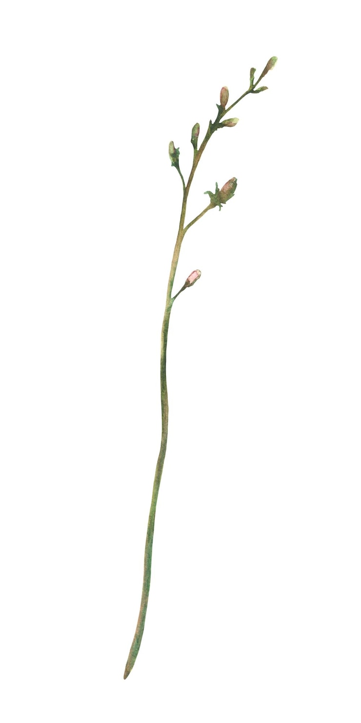 Photo wildflower sprig field plant with buds meadow blade of grass green creeper twig cornflower or