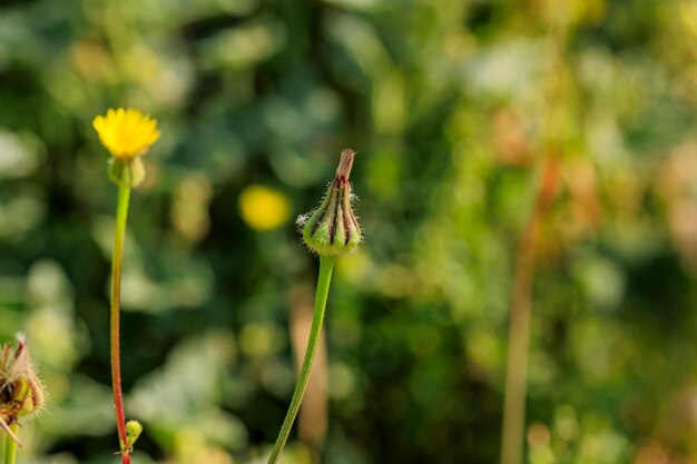 Wildflower Trail van dichtbij macrofotografie